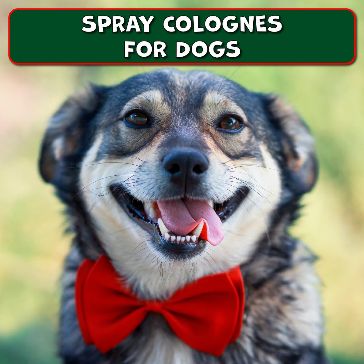 Dog Using Cologne Spray Colognes for Dogs